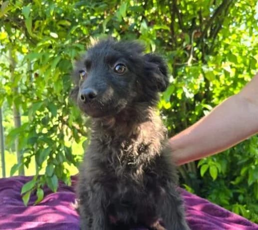Marie,  puppy Mixed Breed for adoption at Ankerhunde e.V., Novi Grad