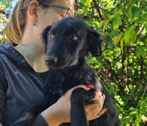 Miri,  puppy Mixed Breed for adoption at Ankerhunde e.V., Novi Grad