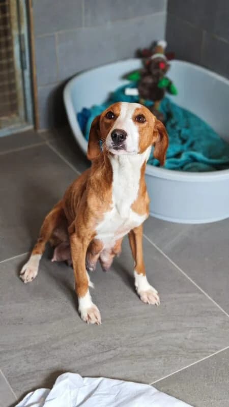 Ronja, female young Mixed Breed for adoption at Ankerhunde e.V., Novi Grad