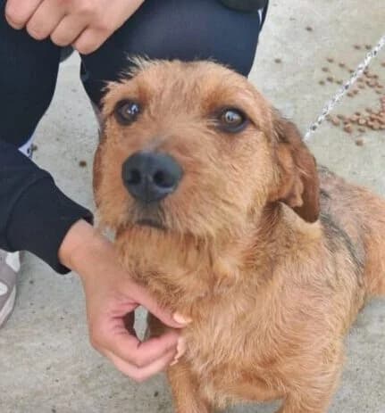 Fips, male young Mixed Breed for adoption at Ankerhunde e.V., Novi Grad