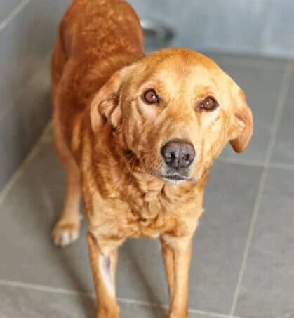 Goldie, female 3yo Mixed Breed for adoption at Ankerhunde e.V., Novi Grad