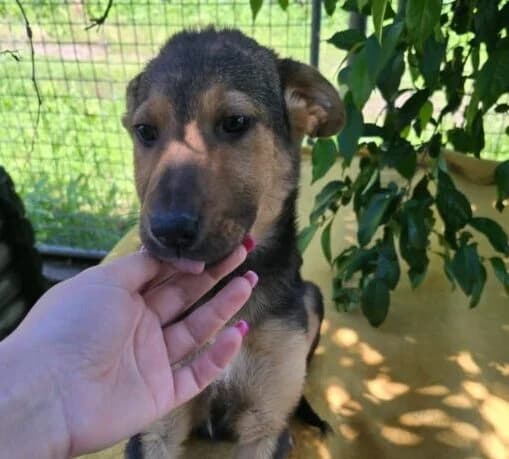 Babsi,  puppy Mixed Breed for adoption at Ankerhunde e.V., Novi Grad