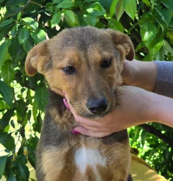 Romy,  puppy Mixed Breed for adoption at Ankerhunde e.V., Novi Grad