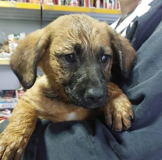 Summer,  puppy Mixed Breed for adoption at Ankerhunde e.V., Novi Grad