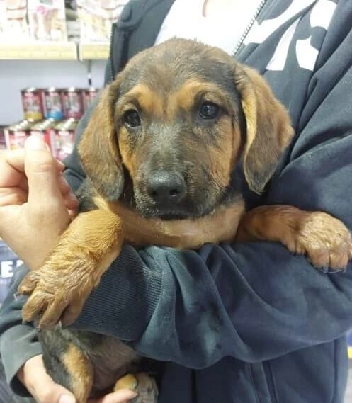 Johnny,  puppy Mixed Breed for adoption at Ankerhunde e.V., Novi Grad