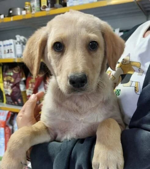 Lucky,  puppy Mixed Breed for adoption at Ankerhunde e.V., Novi Grad