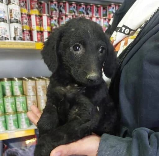 Bobby,  puppy Mixed Breed for adoption at Ankerhunde e.V., Novi Grad