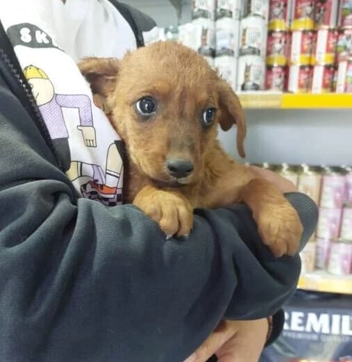Bailey,  puppy Mixed Breed for adoption at Ankerhunde e.V., Novi Grad