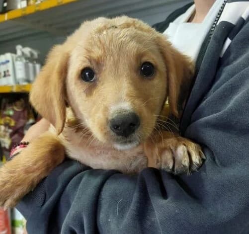 Arti,  puppy Mixed Breed for adoption at Ankerhunde e.V., Novi Grad