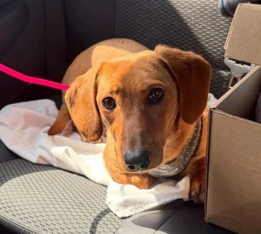 Roxy, female 5yo Mixed Breed for adoption at Ankerhunde e.V., Novi Grad