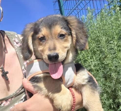Lucy,  puppy Mixed Breed for adoption at Ankerhunde e.V., Novi Grad