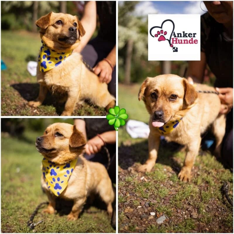 Kurti,  young Mixed Breed for adoption at Ankerhunde e.V., Novi Grad
