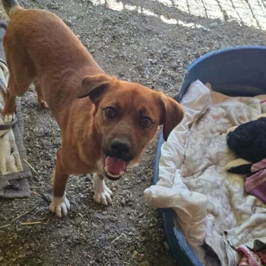 Carlo, male young Mixed Breed for adoption at Ankerhunde e.V., Novi Grad