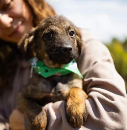 Milo,  puppy Mixed Breed for adoption at Ankerhunde e.V., Novi Grad