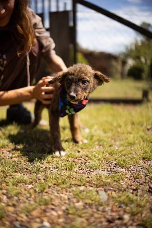 Malika,  puppy Mixed Breed for adoption at Ankerhunde e.V., Novi Grad