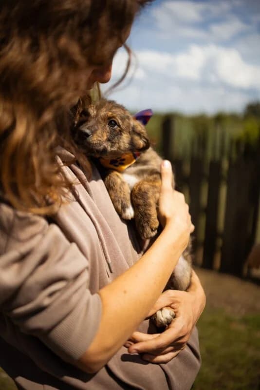 Wilma,  puppy Mixed Breed for adoption at Ankerhunde e.V., Novi Grad