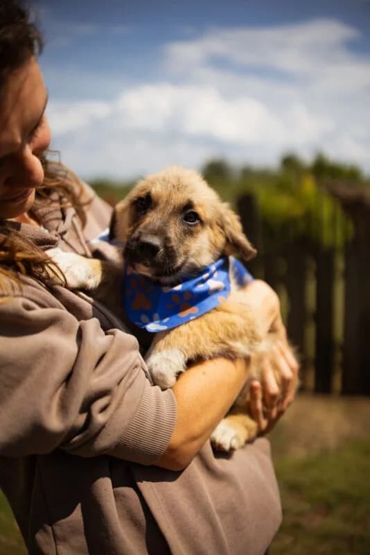 Rocco,  puppy Mixed Breed for adoption at Ankerhunde e.V., Novi Grad