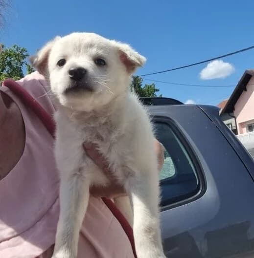 Layla,  puppy Mixed Breed for adoption at Ankerhunde e.V., Novi Grad