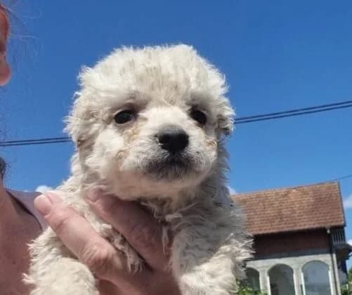 Mickey,  puppy Mixed Breed for adoption at Ankerhunde e.V., Novi Grad