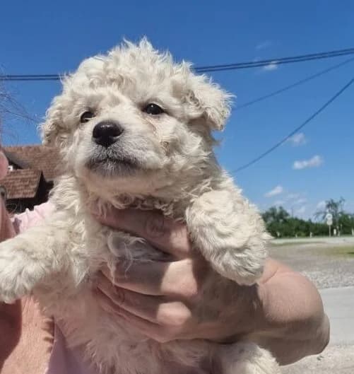 Loretta,  puppy Mixed Breed for adoption at Ankerhunde e.V., Novi Grad