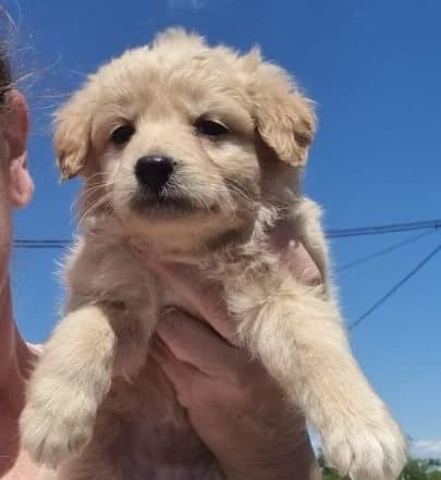 Lina,  puppy Mixed Breed for adoption at Ankerhunde e.V., Novi Grad