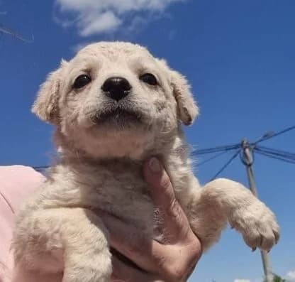 Vivi,  puppy Mixed Breed for adoption at Ankerhunde e.V., Novi Grad