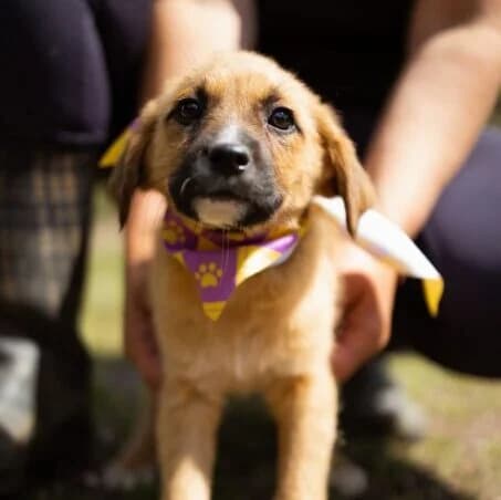Sissi,  puppy Mixed Breed for adoption at Ankerhunde e.V., Novi Grad