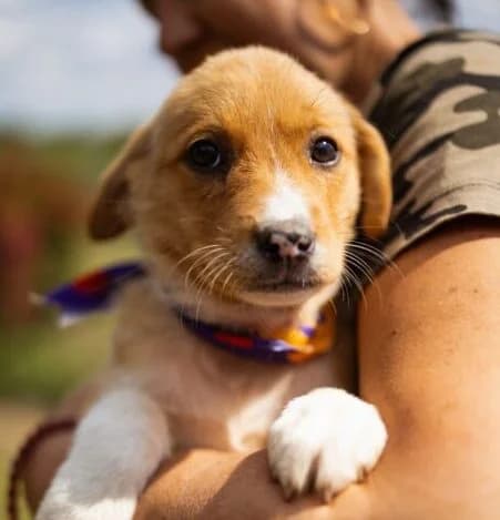Shiva,  puppy Mixed Breed for adoption at Ankerhunde e.V., Novi Grad