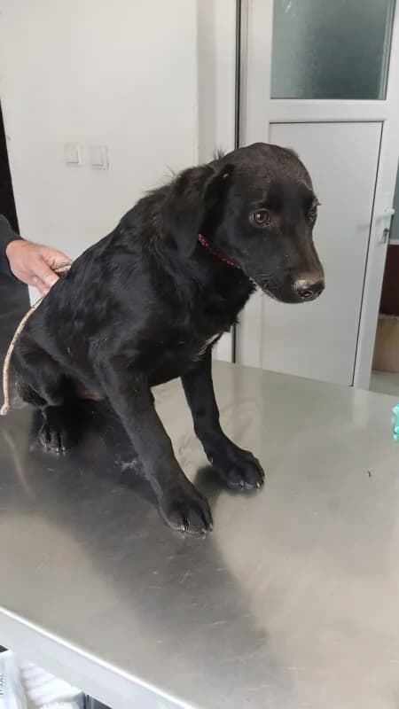 Dexter,  puppy Mixed Breed for adoption at Ankerhunde e.V., Novi Grad