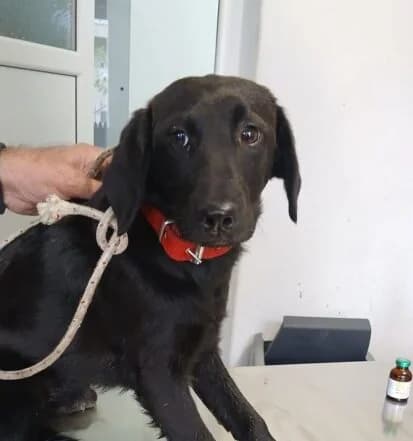 Evi,  puppy Mixed Breed for adoption at Ankerhunde e.V., Novi Grad