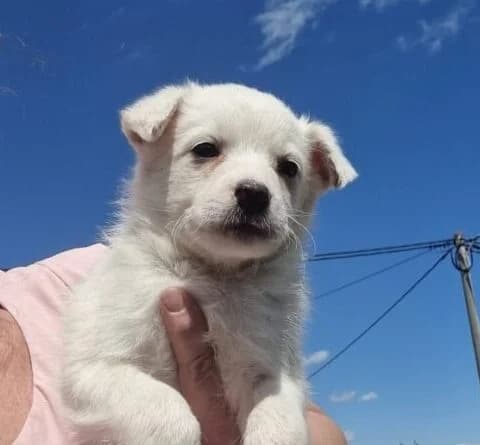 Pedro,  puppy Mixed Breed for adoption at Ankerhunde e.V., Novi Grad