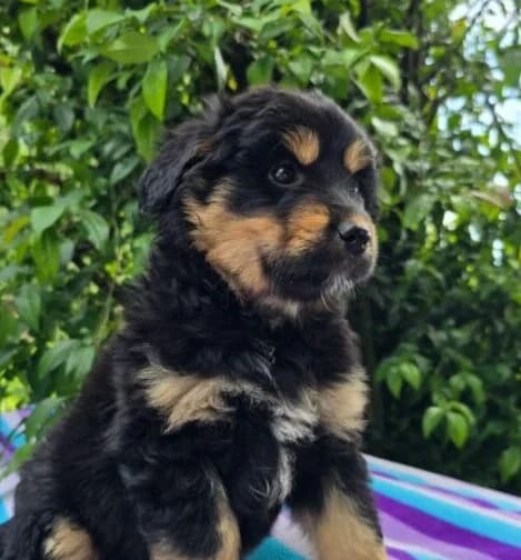 Florina,  puppy Mixed Breed for adoption at Ankerhunde e.V., Novi Grad