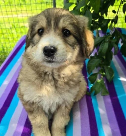Trixie,  puppy Mixed Breed for adoption at Ankerhunde e.V., Novi Grad