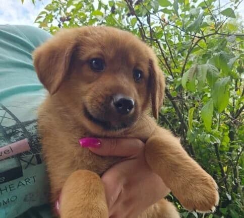 Buddy,  puppy Mixed Breed for adoption at Ankerhunde e.V., Novi Grad