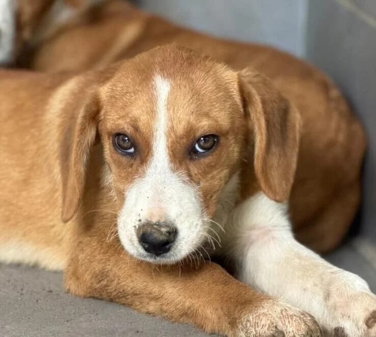Yogi,  puppy Mixed Breed for adoption at Ankerhunde e.V., Novi Grad