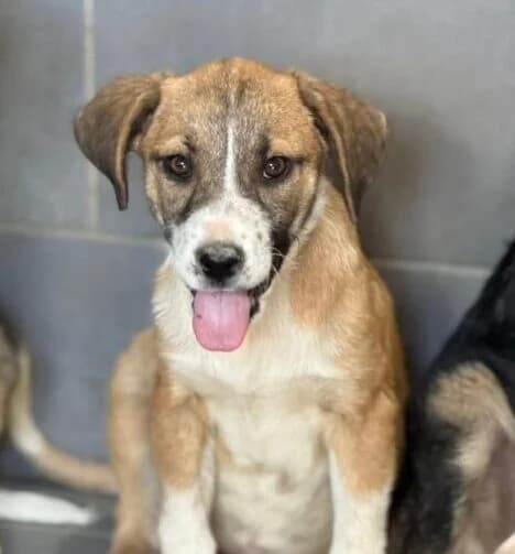 Effi,  puppy Mixed Breed for adoption at Ankerhunde e.V., Novi Grad