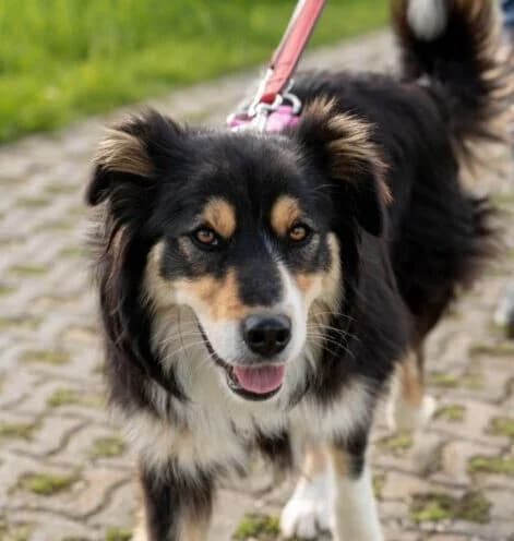 Anabell,  puppy Mixed Breed for adoption at Ankerhunde e.V., Novi Grad