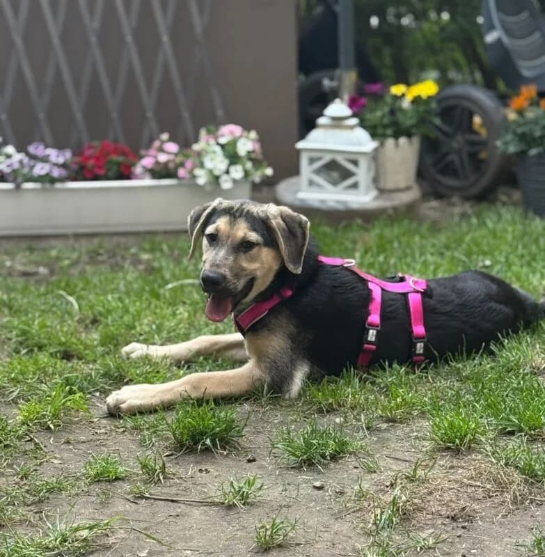 Stella, male puppy Mixed Breed for adoption at Ankerhunde e.V., Novi Grad
