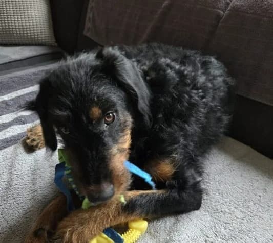 Willi, male young Mixed Breed for adoption at Ankerhunde e.V., Novi Grad