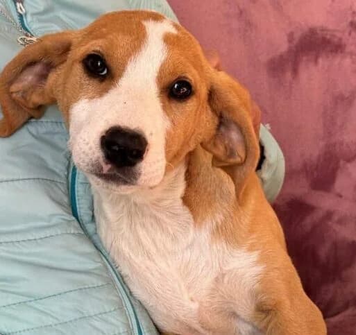 Mona,  puppy Mixed Breed for adoption at Ankerhunde e.V., Novi Grad