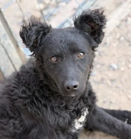 Fabio,  puppy Mixed Breed for adoption at Ankerhunde e.V., Novi Grad