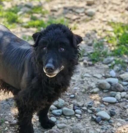 Leo,  6yo Mixed Breed for adoption at Ankerhunde e.V., Novi Grad