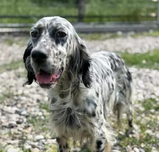Mira, female 3yo Mixed Breed for adoption at Ankerhunde e.V., Novi Grad