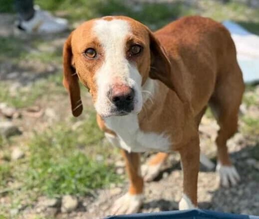 Bella, female 3yo Mixed Breed for adoption at Ankerhunde e.V., Novi Grad
