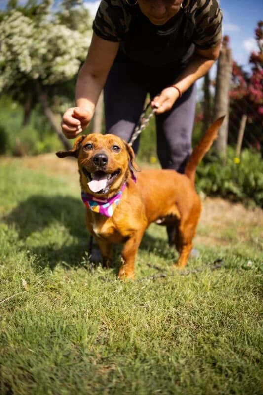 Pippilotta, female 5yo Mixed Breed for adoption at Ankerhunde e.V., Novi Grad