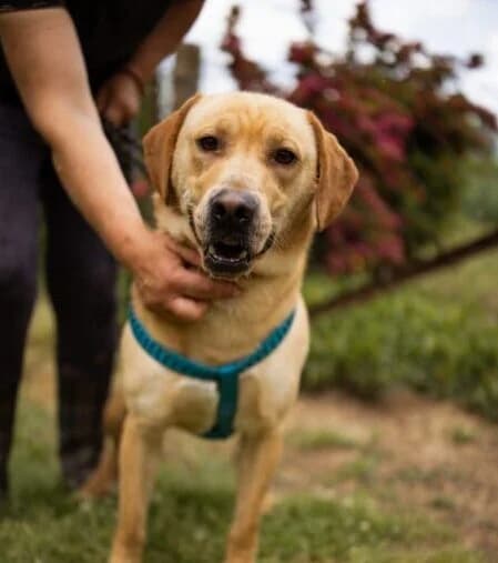 Oscar,  5yo Mixed Breed for adoption at Ankerhunde e.V., Novi Grad