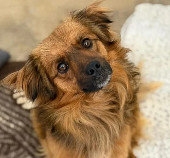 Schorschi,  3yo Mixed Breed for adoption at Ankerhunde e.V., Novi Grad