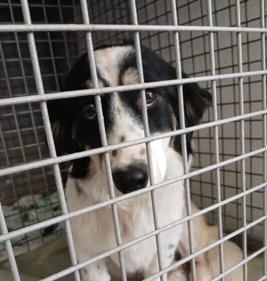 Sunday, female young Mixed Breed for adoption at Ankerhunde e.V., Novi Grad