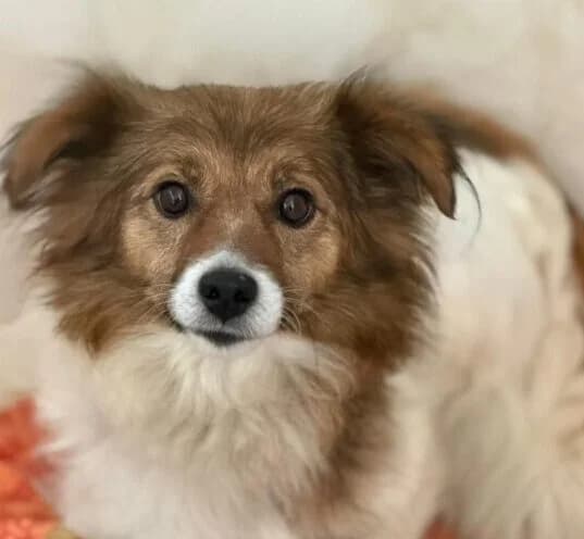 Tinki,  3yo Mixed Breed for adoption at Ankerhunde e.V., Novi Grad
