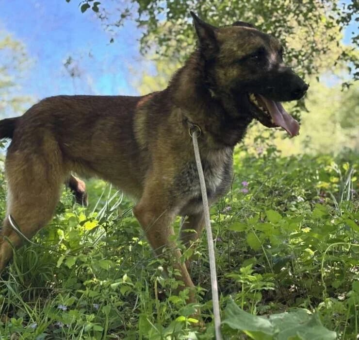 Mali, male 4yo Mixed Breed for adoption at Ankerhunde e.V., Novi Grad